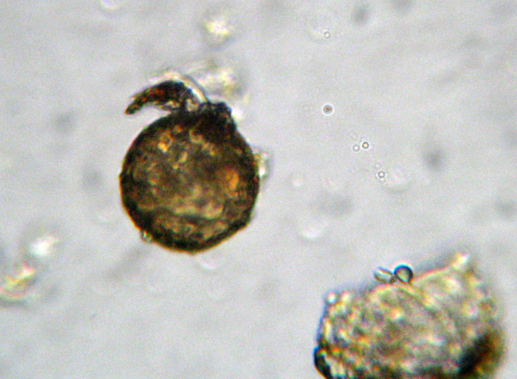 Microscopia (quasi) 